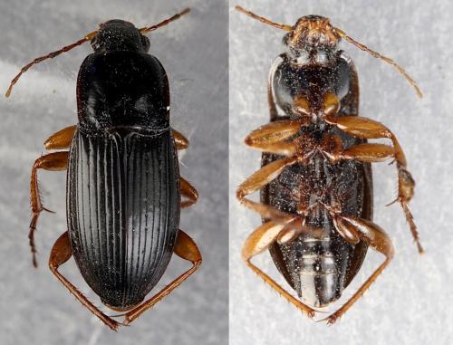 Calathus fuscipes